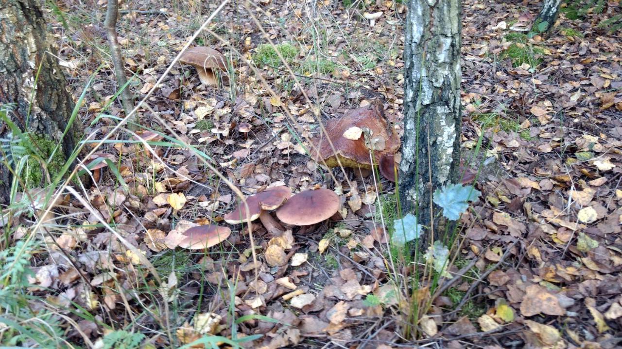 Domek Na Mazurach-Piasutno Exteriör bild